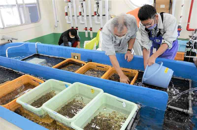 県水産研究センターが育てたタイラギの稚貝を運ぶため、バケツに集める担当者たち＝7日、上天草市