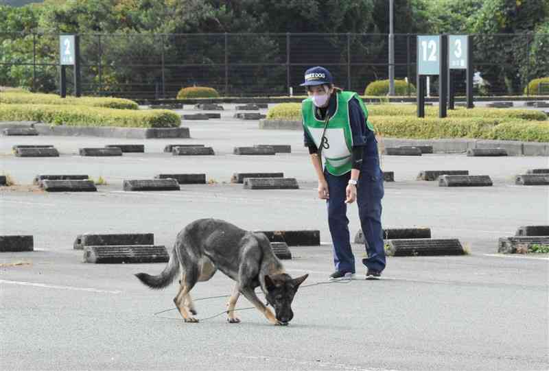 指導士と「足跡追及」の競技に挑む嘱託警察犬＝11日、菊陽町