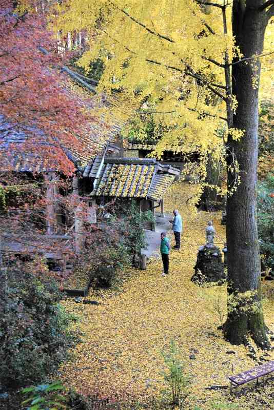 イチョウの大木（右）から葉が散り、黄色いじゅうたんを敷き詰めたようになった康平寺の境内＝28日、山鹿市鹿央町