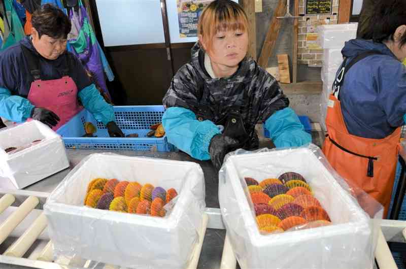 出荷が本格化し、彩りよく箱詰めされるヒオウギガイ＝30日、苓北町