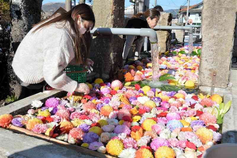 規格外の花を「水基」に浮かべる大学生ら＝2日、阿蘇市