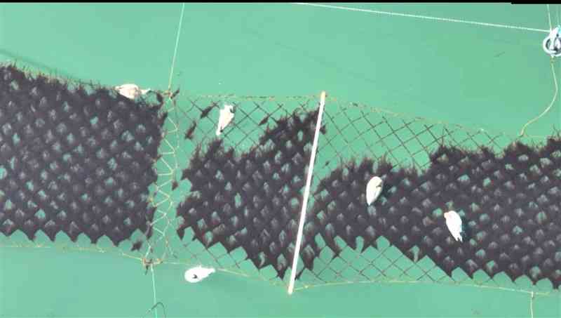 網に生えた養殖ノリを食べるカモ＝2022年12月、緑川河口沖（川口漁協提供。ドローンで上空から撮影）