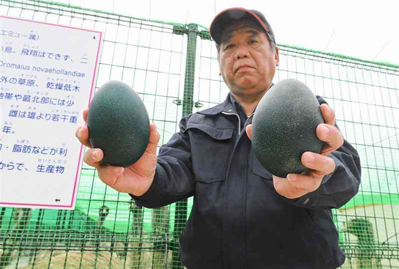 深緑色が特徴のエミューの卵。味はニワトリの卵と変わらないという＝12日、菊池市