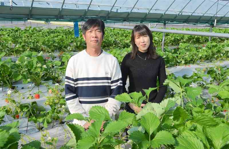 「ゆうべに」に特化してイチゴを栽培する坂口光久さん（左）と妻の真由子さん＝熊本市西区