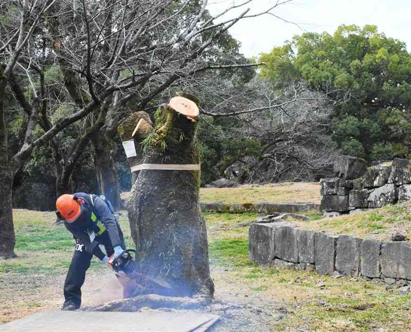倒木の恐れがあると判定された熊本城内のサクラを伐採する業者＝9日、熊本市中央区
