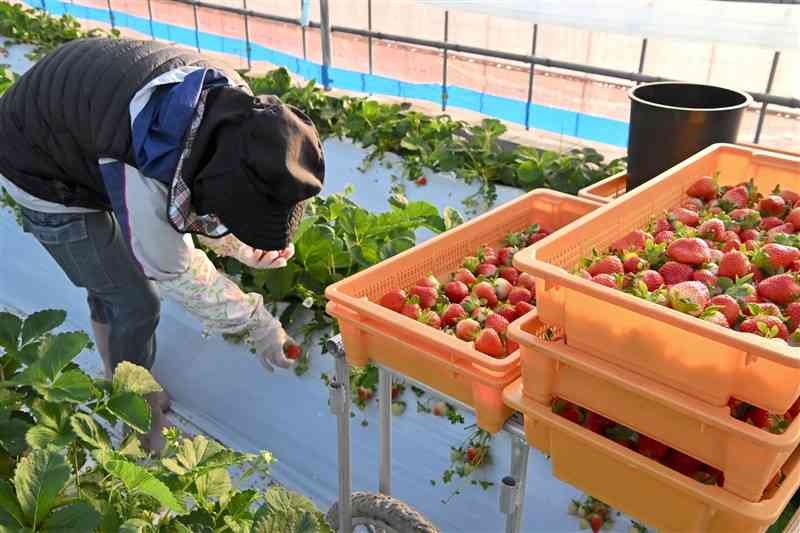 甘い香りが漂うビニールハウスで収穫された、赤く色づいたイチゴ＝11日、氷川町