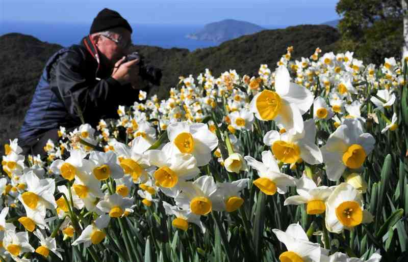 東シナ海を望む遠見山の頂上近くで見頃となったスイセン＝16日、天草市