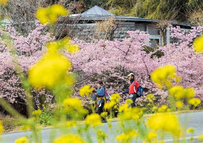 昨年の「九州国際スリーデーマーチ」の様子＝八代市