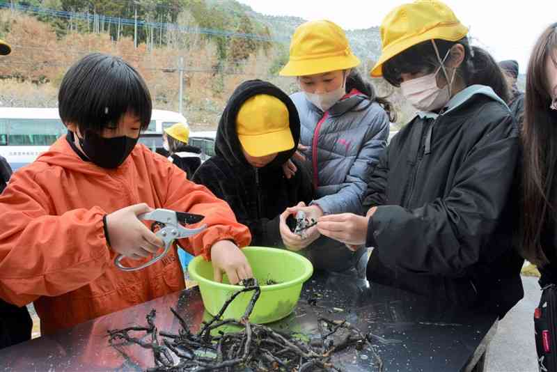 掘り出したワラビの根をはさみで切る大野小の児童たち＝24日、芦北町