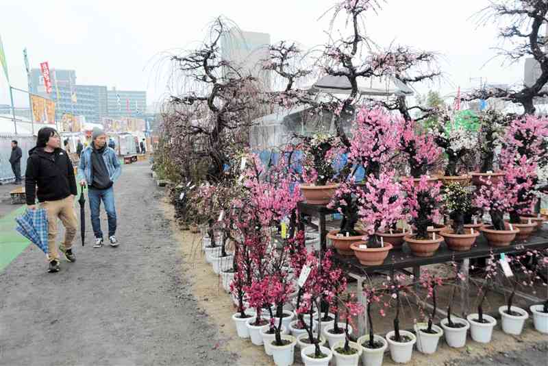 盆栽や梅の苗木など約70万点が並ぶ「くまもと春の植木市」の会場＝1日、熊本市中央区