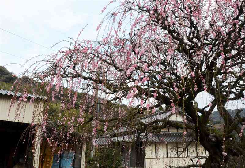 ピンク色の花やつぼみを付けた、小田部文康さん方のしだれ梅＝2日、熊本市西区