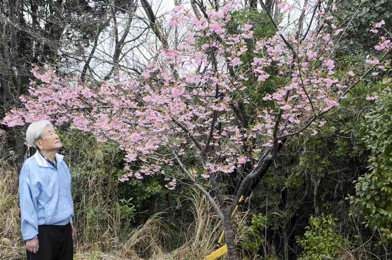 見頃を迎えたカワヅザクラと石牟禮智さん＝4日、水俣市