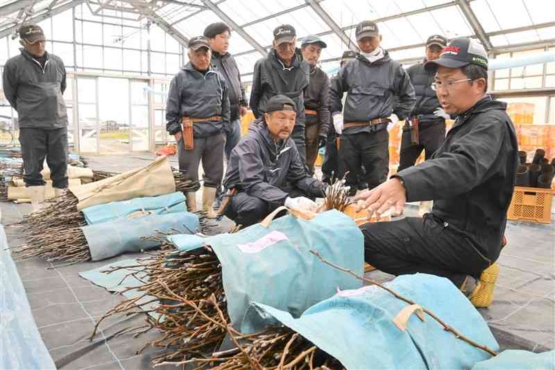 ナシの切り枝に付いた花芽の選別に当たる氷川町吉野地区の生産者ら＝6日、八代市