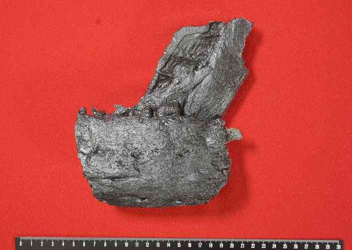 苓北町で発見された日本初のティラノサウルス科の下顎骨化石。歯骨と呼ばれる部分が左右重なっている（天草市立御所浦白亜紀資料館・福井県立恐竜博物館提供）