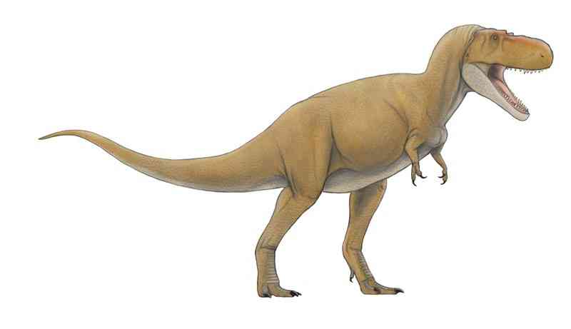 ティラノサウルス科 化石 希少品化石情報カードも付属します 