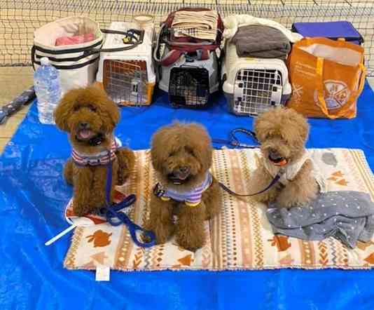 2020年9月の台風時、ペット同伴避難所のアクアドーム熊本に避難した犬。ケージや汚れ防止のブルーシートなどが便利だ＝熊本市西区（増子元美さん提供）
