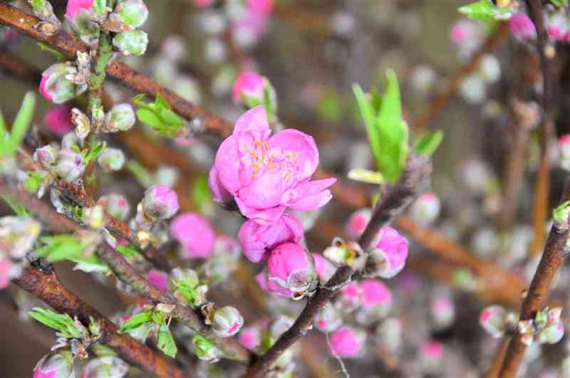 3月3日の桃の節句に向けて入荷のピークを迎えるハナモモ＝熊本市南区