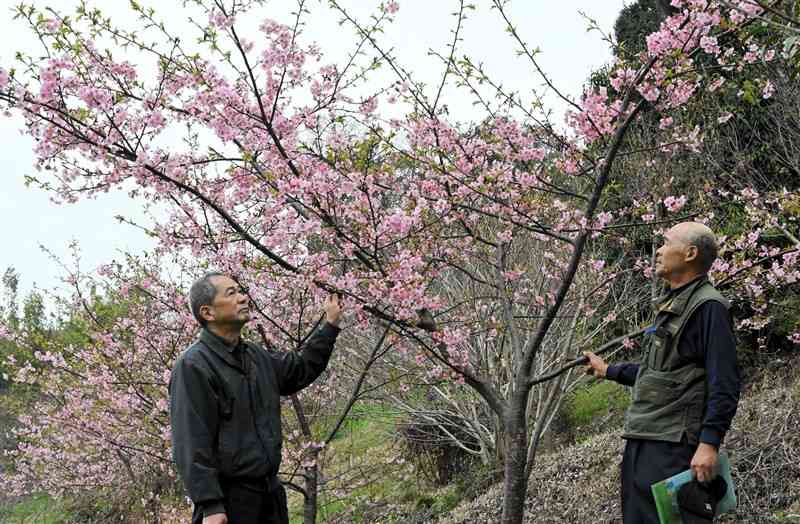 満開を迎えた河津桜を見上げる「菊池公園歴史の森」のメンバー＝20日、菊池市