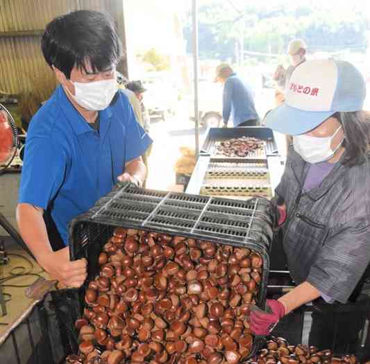 昨シーズンのクリの選果作業。山鹿市は「日本一の産地」を目指す取り組みを加速させる＝2023年8月、山鹿市