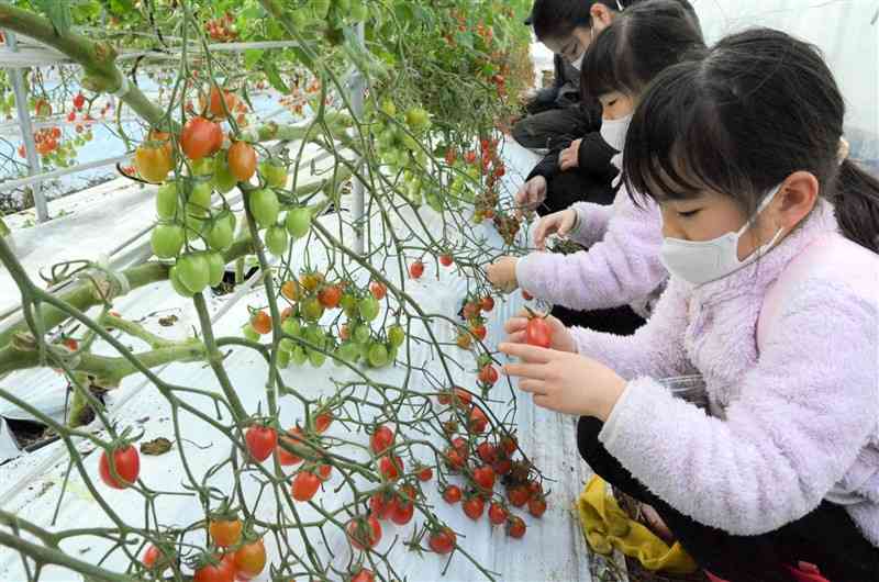 有機栽培で育てたミニトマトの収穫を体験する参加者＝24日、宇城市