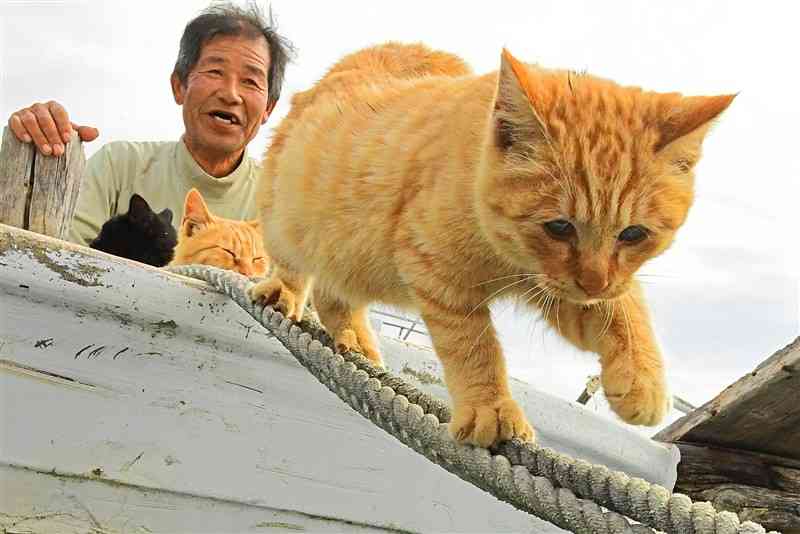 今福幸親さんの漁船から係留ロープを「綱渡り」する茶虎柄の猫シマ。きょうだいのアカとクロが見つめていた＝2017年11月、上天草市の湯島