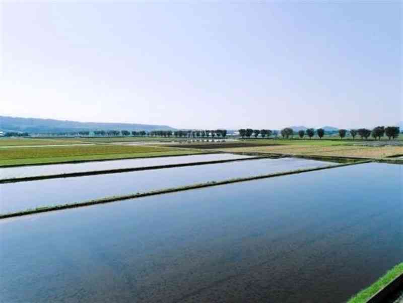 地下水涵養のため水を張った白川中流域の農地（熊本市提供）