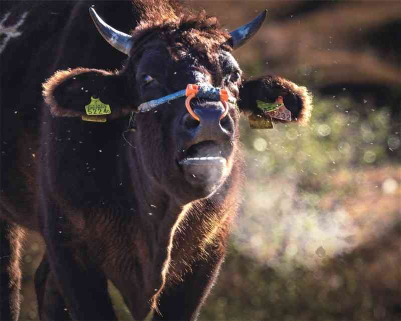 【特選】「白息を吐く黒牛」前田高光（71）　熊本市（熊本個人1478）▽有効画素数4500万、レンズ100～500ミリ、ISO200、絞り8、200分の1秒　【評】氷点下を予想して訪ねた阿蘇登山道で、草原に放牧されている牛を狙いました。吐き出された息が瞬時に凍り、陽光を受けキラキラと輝いています。黒い牛とのコントラストが効いていて、画面構成も秀逸です。