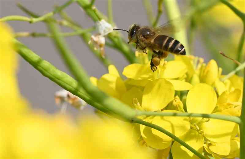 菜の花の花粉を集めるミツバチ＝4日午後、熊本市東区の水前寺江津湖公園（石本智）