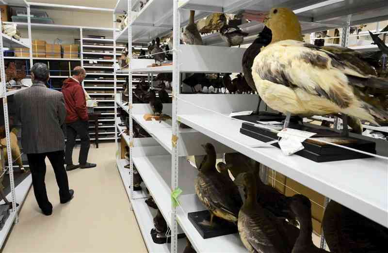 鳥類の剝製が並ぶ収蔵庫。普段は一般の来場者が見ることはなく、ひっそりとしている＝14日、宇城市の熊本県博物館ネットワークセンター