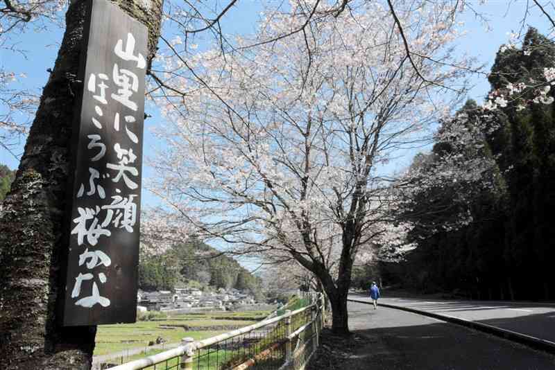 「ふるさと桜街道」の桜の木にくくりつけた俳句＝18日、水俣市