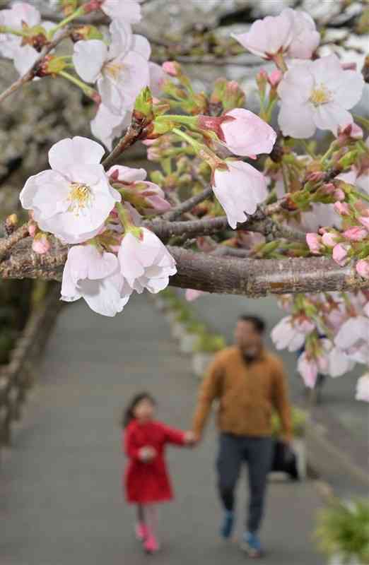 監物台樹木園前の通りで咲き始めたソメイヨシノ＝26日午後、熊本市中央区（上杉勇太）