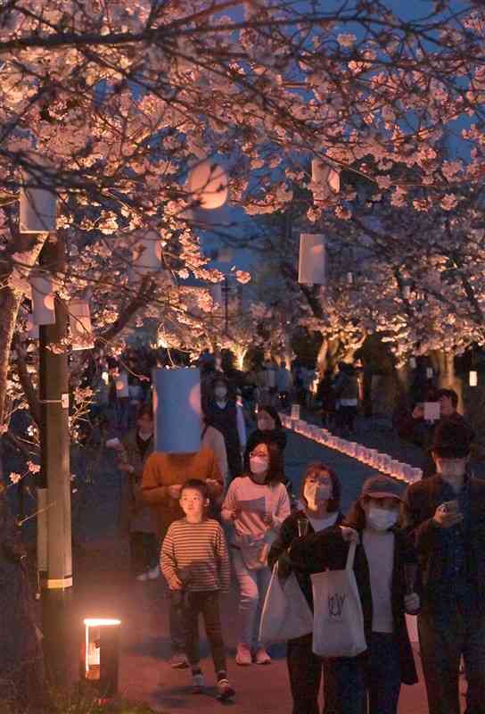 灯籠の明かりで桜並木がほんのりと照らし出された本妙寺参道＝30日夜、熊本市西区（谷川剛）