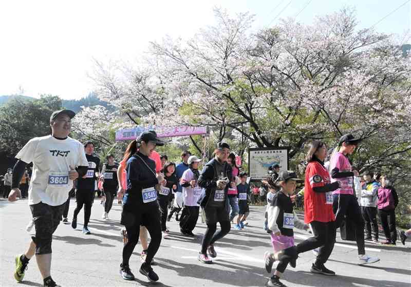 散り始めた桜を眺めながら走るランナーたち＝3月30日、水上村