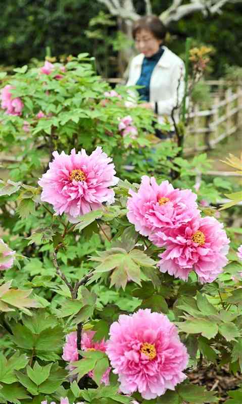 大輪の花を咲かせるボタン＝2日、荒尾市