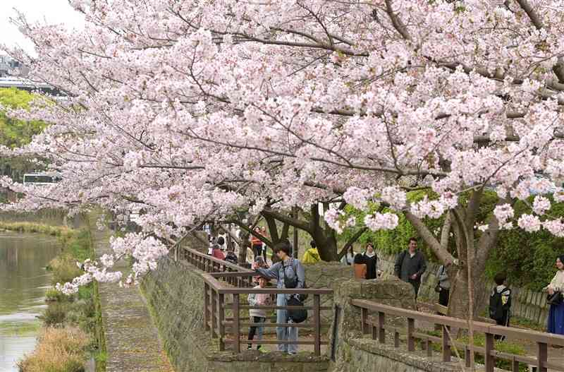 坪井川沿いの長塀通りで見頃を迎えた桜並木＝2日午後1時ごろ、熊本市中央区（谷川剛）