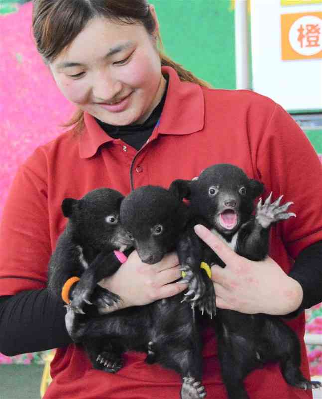 2月に生まれ、一般公開された赤ちゃんグマ3頭＝6日、阿蘇市の阿蘇カドリー・ドミニオン