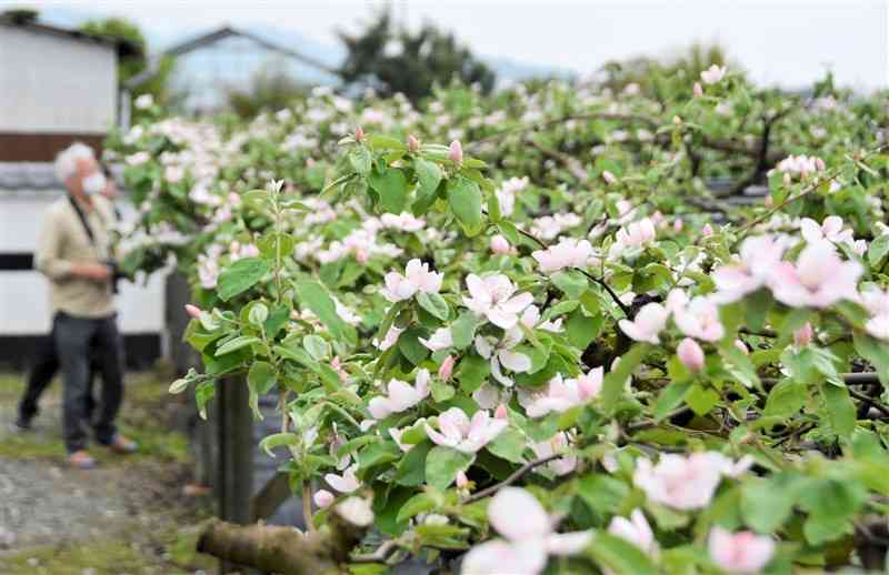 見頃を迎えたマルメロの花。今月中旬まで楽しめる＝6日、宇土市