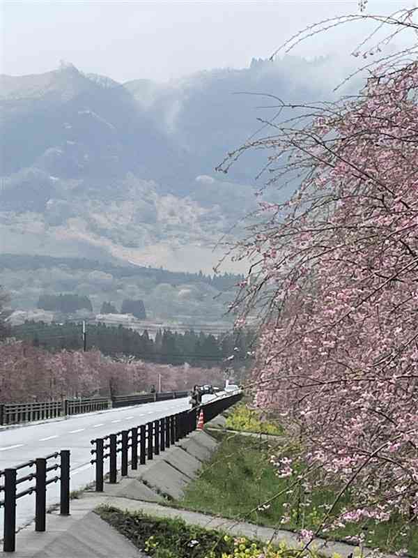 まっすぐに延びる道路の両側を埋め尽くすサクラの並木（5日撮影）