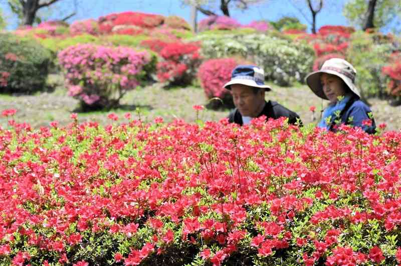 見頃を迎えた日輪寺のツツジ＝9日、山鹿市