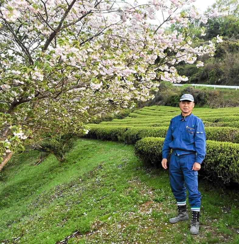 見頃を迎えた遠山桜と祭り主催者代表の遠山好勝さん＝9日、あさぎり町