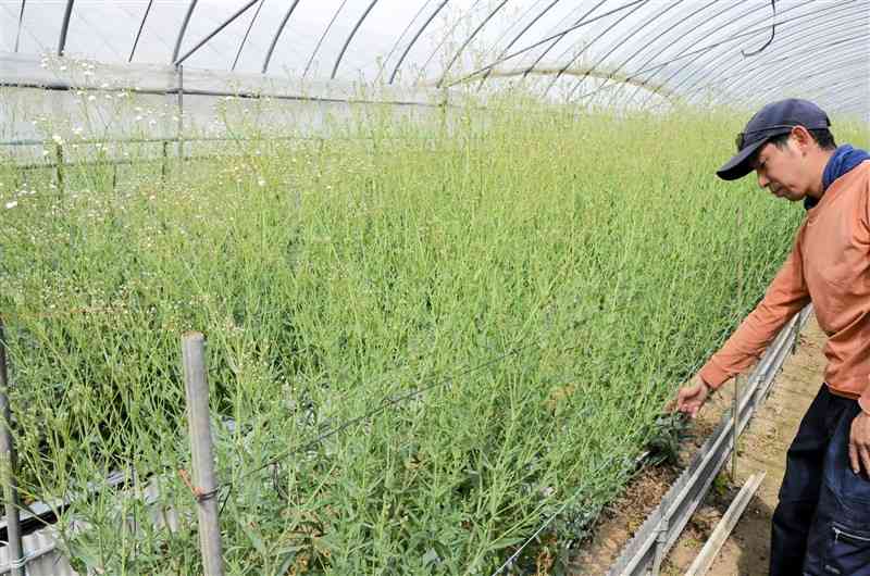 カスミソウ栽培に、JA菊池などが製造販売する複合肥料「エコぷらす」を導入している坂本悠三さん＝19日、合志市