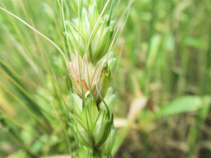 赤かび病を発病した小麦の穂（熊本県病害虫防除所提供）