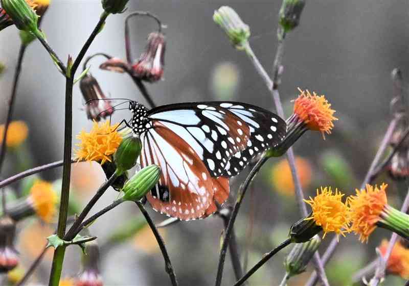スイゼンジナの花に止まり、静かに羽を休めるアサギマダラ＝21日、上天草市