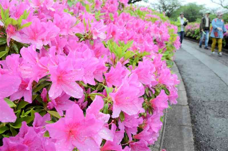 昭和園に咲いているツツジ。雨にぬれて鮮やかさを増していた＝21日、大津町