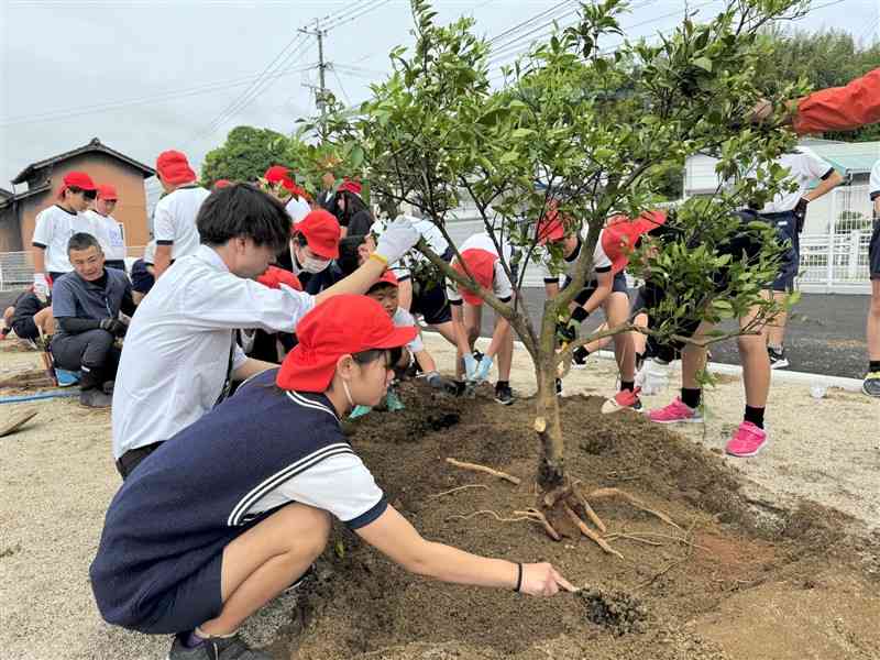 デコポンの苗木を植樹する不知火小の児童ら＝23日、宇城市