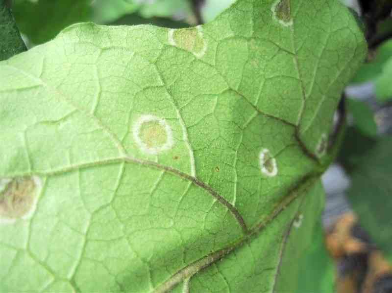 「すすかび病」が発生したナスの葉（熊本県病害虫防除所提供）