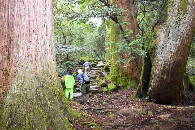 市房杉の巨木が林立するお嶽さん参りの参道。中には推定樹齢1000年の古木も＝水上村湯山