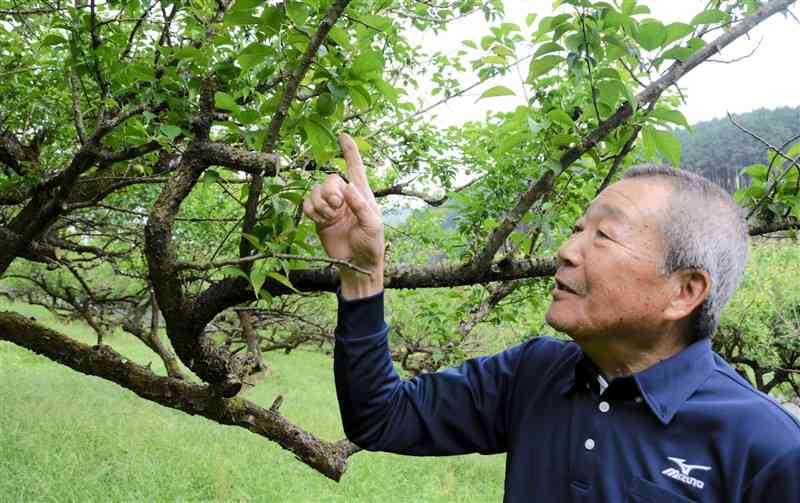 人吉梅園の梅を眺める山下英樹さん。「例年は1本の枝にぎっしり実が付いているが、今年は1、2割ほど」と話す＝1日、人吉市