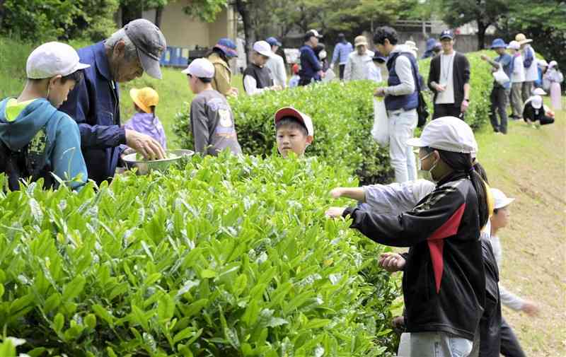 校内の茶園で新茶を収穫する府本小児童ら＝2日、荒尾市