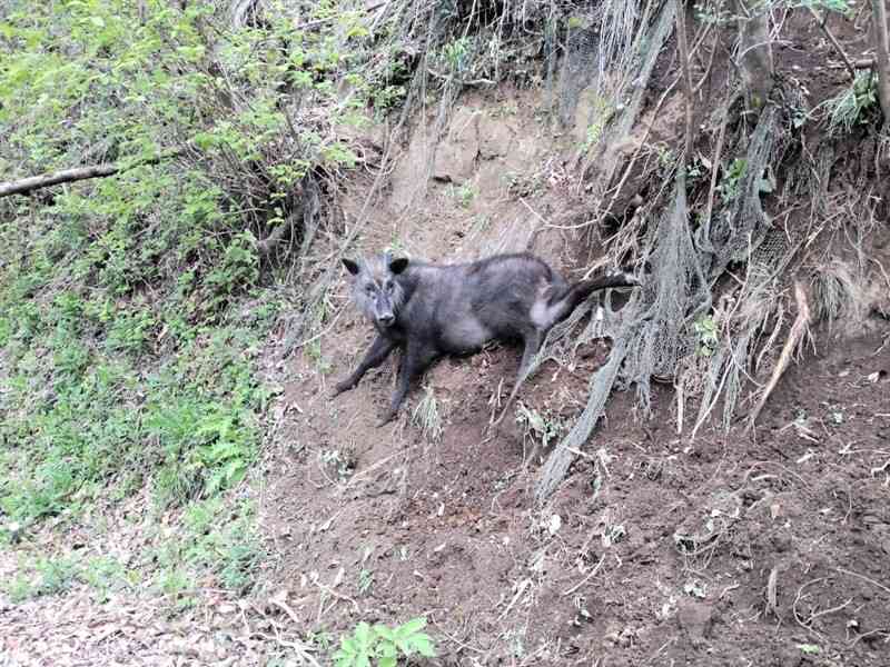 4月上旬、誤ってわなにかかっていたカモシカ（山都町教育委員会提供）